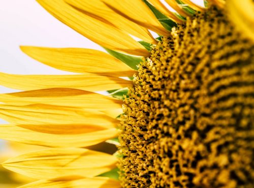 sonnenblume sonneblume